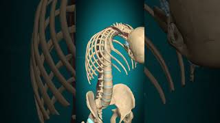 Longissimus capitis muscle action Vertebral column Extension muscle anatomy [upl. by Murielle]