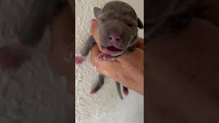 A newborn Blue Nose sings apbt bluenosepitbull bluenose pitbullpuppy bluenosepuppy [upl. by Gambell]