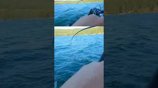 2 whitefish netted at once bluecreekoutdoors fishing fish whitefish flatheadlake montana [upl. by Skelton]