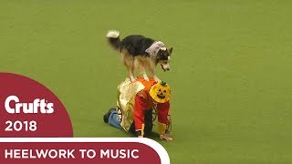 Freestyle Heelwork to Music Competition Part 3  Crufts 2018 [upl. by Fotina719]