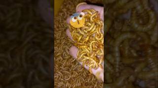 Edible larvae rearing process  Would You Eat Mealworms shorts [upl. by Nalhsa]