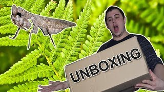 Unboxing  De nouveaux spécimens [upl. by Fabiano]