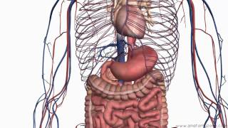 Introduction to the Digestive System Part 2  Oesophagus and Stomach  3D Anatomy Tutorial [upl. by Herzen255]