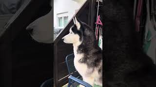 Husky Sadi Very Curious Of Our Neighbors Kitty Cat [upl. by Seton]