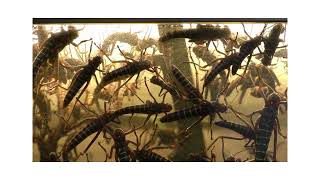 Locust Swarm with Sound [upl. by Cornela]