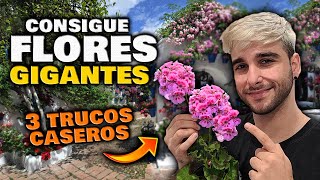 Trucos para Tener FLORES GIGANTES y ABUNDANTES  Abono Natural y Fertilizante Casero para FLORACIÓN [upl. by Connolly751]