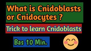 PhylumCoelentrata What is the function of Cnidoblasts Meaning of Cnidoblasts what is Cnidocytes [upl. by Glovsky576]