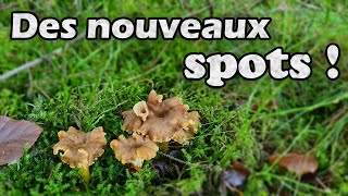 Chanterelles en tube  Une prospection fantastique [upl. by Chee665]