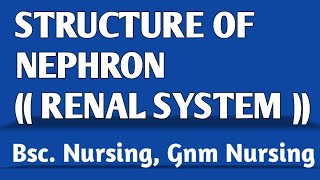 STRUCTURE OF NEPHRON  KIDNEY  URINARY SYSTEM [upl. by Leinad]