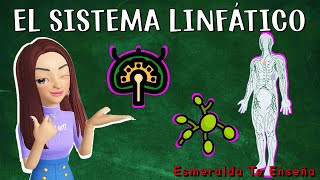 El Sistema Linfático Concepto Partes y Funcionamiento [upl. by Buiron]