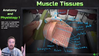 Skeletal Muscle Tissue Models Overview  Anatomy and Physiology 1 [upl. by Finny]