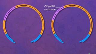 Construction of a Plasmid Vector HD Animation [upl. by Salb]