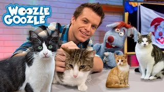 Die Hauskatze l GANZE FOLGE [upl. by Atillertse]