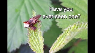 Funky looking creatures meet the Ferruginous Beegrabbers or Thickheaded flies Sicus ferrugineus [upl. by Rednirah]