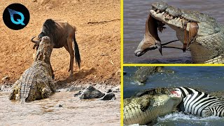 6 Ataques mais impressionantes de Crocodilos Capturados Por Câmeras [upl. by Cassil]