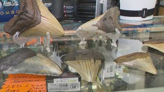 ‘Shark Week’ celebrated with Megalodon shark teeth for sale [upl. by Bashemeth716]