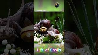 Life of Snails shorts [upl. by Nosaes]