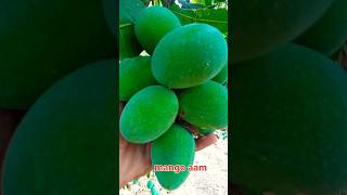 mango🥭🥭 shorts ytshorts viral [upl. by Chaim]