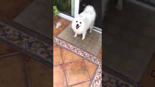 Japanese Spitz Doggies Barking for Treats [upl. by Richardo64]