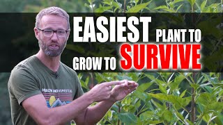 Easiest Plant To Grow To Sustain Your Family [upl. by Rases]