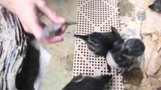 How Its Done Feeding penguins at Audubon Aquarium [upl. by Etoile515]