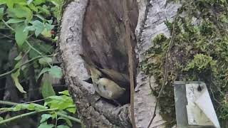 20241112 LJUBLJANA Botanični vrt PASSERIFORMES Erithacus rubecula TAŠČICA [upl. by Adikram]