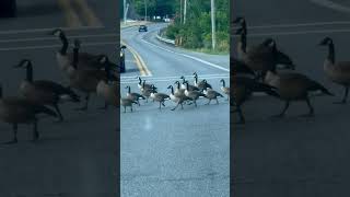 Duck Duck Goose Parade duck goose farmanimals birds funny [upl. by Jacobine823]