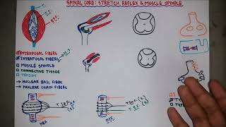 Stretch Reflex  Muscle Spindle  Knee Jerk Reflex  Neurology  Neurophysiology  Bangla [upl. by Ade]