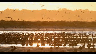 Deveaux Bank South Carolina Whimbrel Announcement [upl. by Yeniffit]