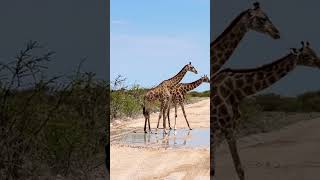 How giraffes drink water giraffe safari etosha africa travel [upl. by Inava]