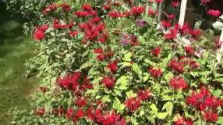 Using Bee Balm in the Garden [upl. by Wilsey]