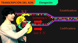 Transcripción del ADN Paso a Paso [upl. by Karel979]