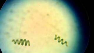 Spirulina algae under the Microscope [upl. by Annas]