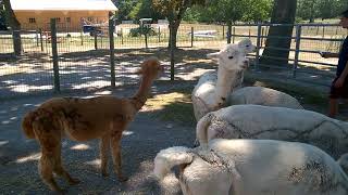 Female Alpacas in New Jersey [upl. by Gnouv]