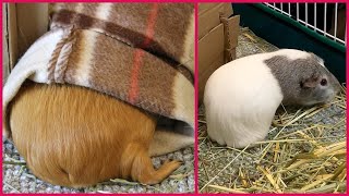 Guinea pigs wiping their butts [upl. by Cinimmod]