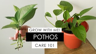 POTHOS PROPAGATION  DAY 1 to 48 INCLUDES HOW TO REVIVE A DYING POTHOS [upl. by Erkan249]