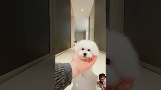 Pretty✨👩✨ cute🐶 dog 🐶🐕🐩is on fire 🔥 dog puppy 🐶subscribe shorts viralvideo [upl. by Ssyla]