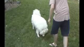 Blind Dog Plays Fetch Again with Beeping Football [upl. by Anilesor935]