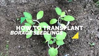 Sowing Borage from Seed [upl. by Iorgos]