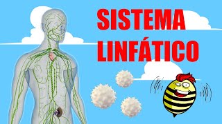 📗El increíble funcionamiento del SISTEMA LINFÁTICO 🩸📗 [upl. by Buatti575]