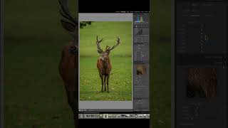 Quick Tips  Editing a Deer Shot [upl. by Nivlad]