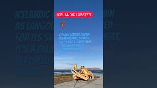 Icelandic lobster known as langoustine [upl. by Collen]