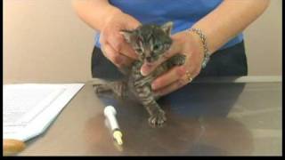 Kitten Care  DeWorming Kittens [upl. by Cid316]