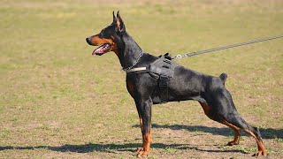 How Often Should You Bathe a Doberman Pinscher [upl. by Roos]