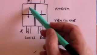 Heart ECG and pulse oximetry GCSE revision [upl. by Forlini]