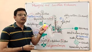 Expectorants amp Antitussive Part05 Mucolytic  Microkinetic  Expectorants Drugs  Antitussive [upl. by Letnahs736]