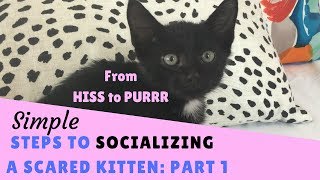 From Hiss to Purrr  Steps to Socializing a Scared Kitten  Part 1 [upl. by Arretnahs]