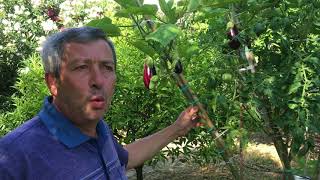 L orto del Futuro produzione pomodori e melanzane innestate su albero SOLANUM [upl. by Shlomo62]