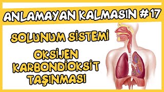 Anlamayan Kalmasın 17 Solunum Sistemi  Oksijen Karbondioksit Taşınması [upl. by Baecher569]