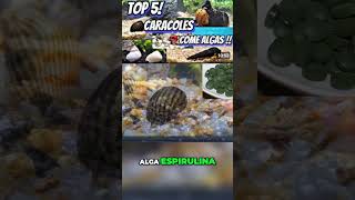 3 LA MALACOLOGÌA en ACUARIOS ■ TOP 5 CARACOLES ANTIALGAS aquarium [upl. by Cerelia]